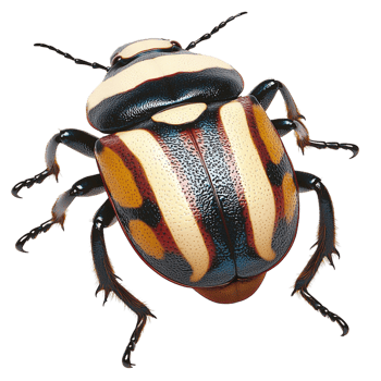 Detailed closeup of a black and yellow beetle symbolizing nature uniqueness biodiversity and the fascinating world of tiny creatures png