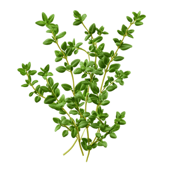 Organic Thyme Leaves Natural Transparent Background png