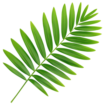 Free Isolated on Transparent Background, vibrant green leaf showcases nature beauty and elegance, perfect for adding fresh touch to any design png