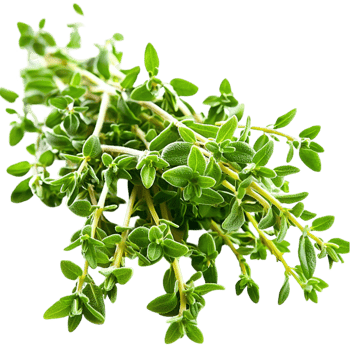 Fresh green basil leaves a vibrant texture symbolizing nature health flavor the essence of culinary herbs png