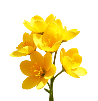 yellow flowers isolated on background png