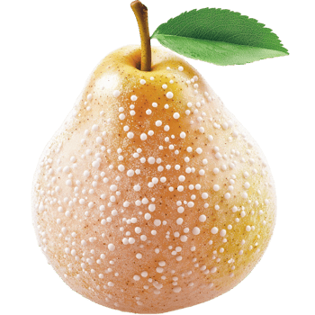 Ripe golden pear dewdrops glistening on its skin showcasing fresh organic fruit in natural beauty png