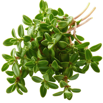 Fresh green herbs delicate leaves full of vibrant color natural medicinal health benefits png
