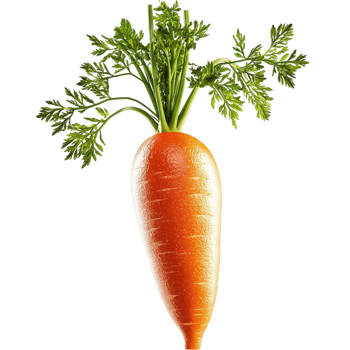Fresh organic carrot green leaves full of nutrients ideal for salads healthy juices daily meals png