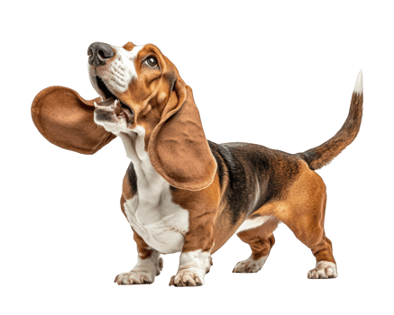 A basset hound dog with its mouth open png