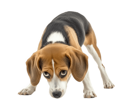 A beagle dog is standing on a black background png