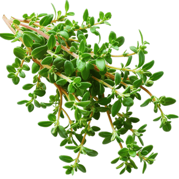Lush green potted plant with vibrant leaves symbolizing freshness natural beauty and a lively indoor atmosphere png