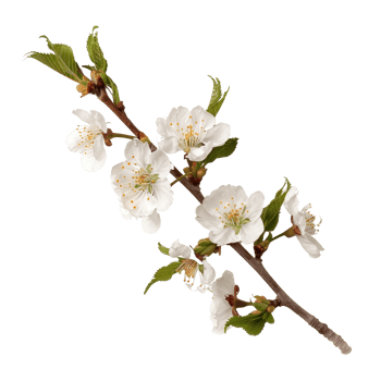 Delicate White Blossom Branch with Fresh Green Leaves Isolated on White Background png