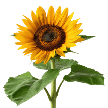 Bright Yellow Sunflower with Radiant Petals and Textured Center against White Background png