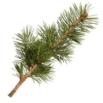 Detailed Close-Up of a Pine Tree Branch with Green Needles and Brown Bark Texture png