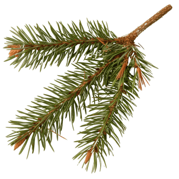 Close-Up View of Fresh Evergreen Pine Branch with Lush Green Needles and Brown Twigs png
