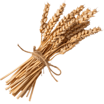 Bundle of Dried Wheat Stalks Tied with Twine on a White Background for Rustic Decor png