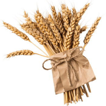 Handcrafted bouquet of golden wheat ears tied with a rustic jute ribbon and paper wrap png