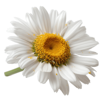 Beautiful close-up of a single white daisy flower with vibrant yellow center and textures png