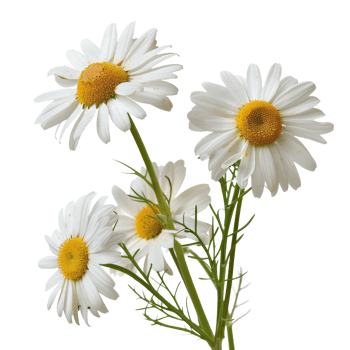 Fresh White Daisies with Yellow Centers Isolated on Transparent Background for Floral Design png