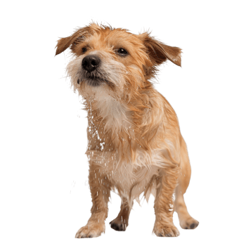 Cute Small Dog Shaking Off Water After Bath in Studio Background with Whiskers and Fluffy Fur png