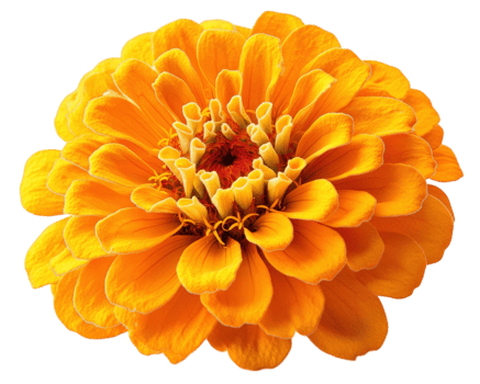vibrant orange zinnia flower with layered petals, showcasing its intricate structure and bright color against transparent background. This stunning bloom adds cheerful touch to any setting png