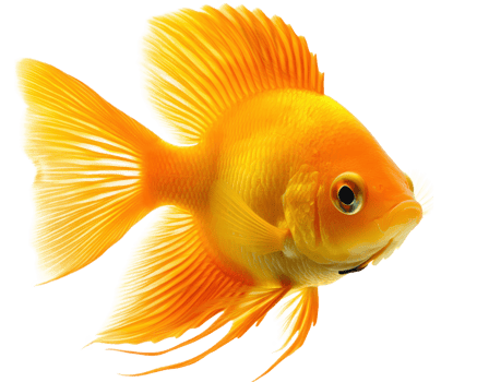 vibrant orange goldfish with flowing fins swimming gracefully against transparency background, showcasing its beautiful round shape and delicate features png