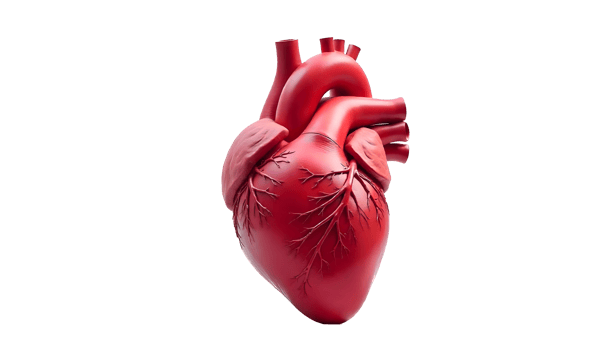 Anatomical Representation of the Human Heart in the Circulatory System png