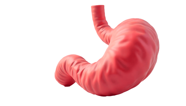Human Stomach Anatomy Explained Structure and Digestive Function png