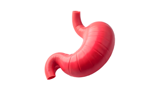 Detailed Anatomical Illustration of the Human Stomach Digestive System Core png