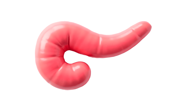 Pancreas Anatomy Explained A Vital Digestive and Endocrine Organ png