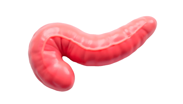 Detailed Anatomical Illustration of the Human Pancreas Structure and Function png
