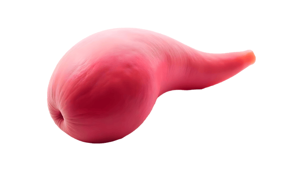 Human Spleen Anatomy Functions and Structure in the Immune System png