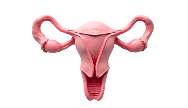 Female Reproductive System Comprehensive Illustration for Medical Studies png