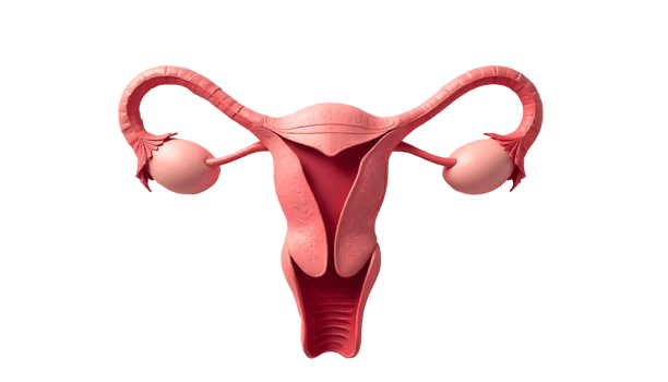 Human Anatomy Detailed Visual of Uterus, Fallopian Tubes, and Ovaries png