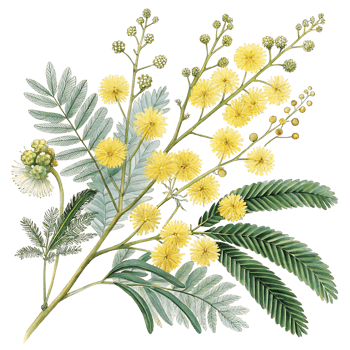 Elegant Watercolor Painting of Mimosa Flowers and Greenery Botanical Illustration png