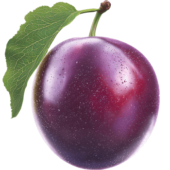 Fresh ripe plum with a green leaf symbolizing nutrition sweetness health and the juicy delight of delicious stone fruit png