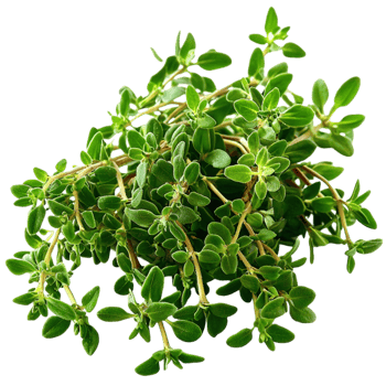 Fresh green basil leaves with a vibrant texture symbolizing herbs fragrance nutrition and the delightful essence of natural cooking ingredients png
