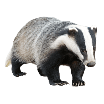 European Badger Walking on Black Background Wildlife Photography png