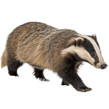 A European Badger Walking in the Snow A Detailed Look at this Nocturnal Mammal png