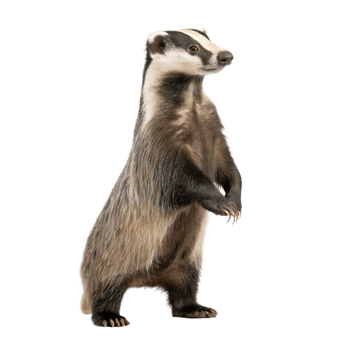 A European Badger Standing on Its Hind Legs Against a Black Background png