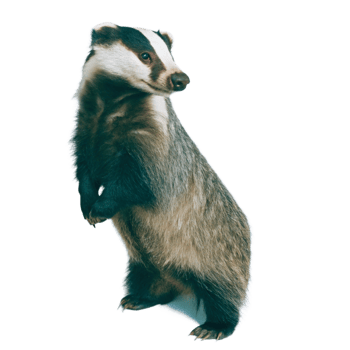A Majestic European Badger Standing Tall on a Black Background png