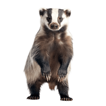 Adorable European Badger Standing on Hind Legs Against Black Background Wildlife Photography png