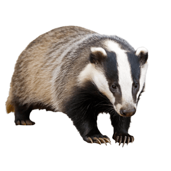 A Closeup of a European Badger on Black Background Wildlife Photography png