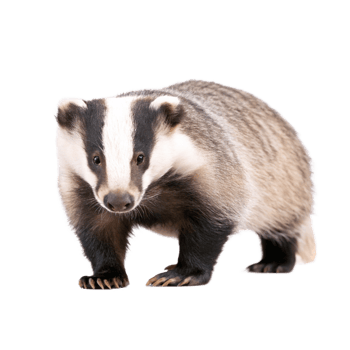 Closeup of an Adorable European Badger Standing on White Background png