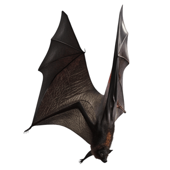Spectacular Closeup of a Flying Fox Bat with Wings Spread Wide Against a Black Background png