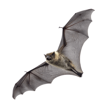 A Detailed Closeup of a Flying GreyHeaded Flying Fox Bat against a Black Background png