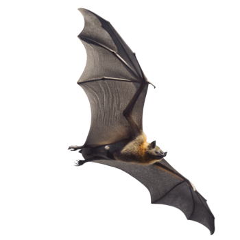 A Flying Fox Bat in Majestic Flight Against a Black Background png