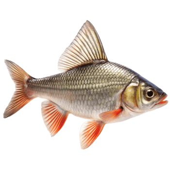 Closeup of a beautiful freshwater fish with prominent dorsal fin and reddish orange pectoral and pelvic fins png