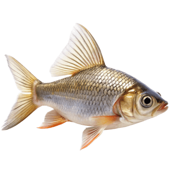 Closeup of a Single Juvenile Golden Carp Fish Isolated on Black Background png