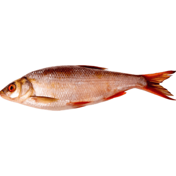 Freshwater Fish Image Detailed View of a Single Roach png