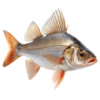 Closeup of a vibrant freshwater fish with prominent dorsal fin and reddish tail png