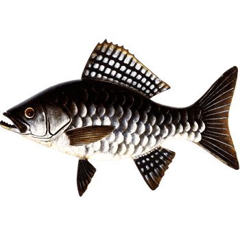 Closeup of a Striking DarkColored Fish with Unique Dorsal Fin Pattern png