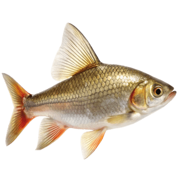 Closeup of a GoldenColored Fish with Large Fins and Scaly Skin png