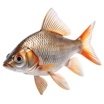 Stunning Closeup of a Single Goldfish with Orange Fins Against a Black Background png